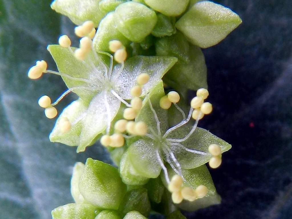 Lido di Venezia : Mercurialis annua